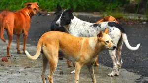 Supreme Court order on stray dogs फैसला, Supreme Court order on stray dogs नसबंदी, Supreme Court order on stray dogs गोद लेना