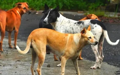 Supreme Court order on stray dogs फैसला, Supreme Court order on stray dogs नसबंदी, Supreme Court order on stray dogs गोद लेना