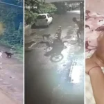 street dog attack solution in India