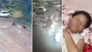 street dog attack solution in India