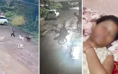 street dog attack solution in India
